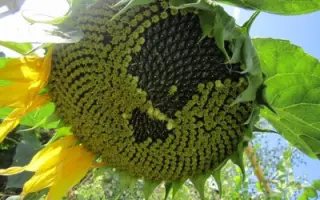 SY CARGO / СИ КАРГО