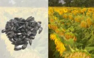 Solarni CS / Соларні КС