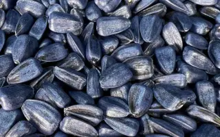 Sullik / Суллік