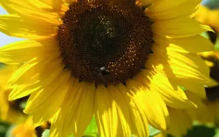 Tarllac CL / Тарллак КЛ