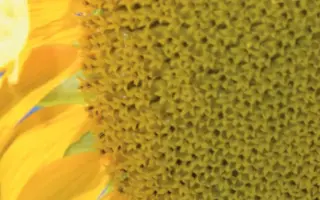 Terasun CL / Терасан КЛ