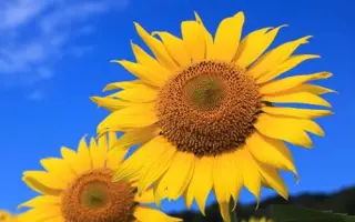 Українське сонечко