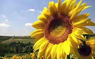 Український F1