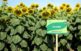 Favorit / Фаворіт