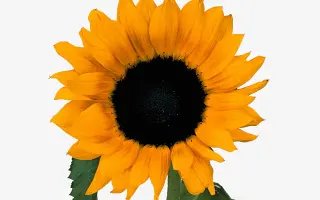 Fantasol / Фантасол