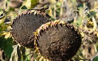 Flodik / Флодік