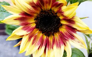 Florencia CS / Флоренція КС