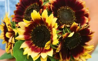 Frankasol / Франкасол