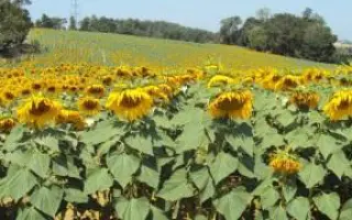 Hysun 204 / Хайсан 204