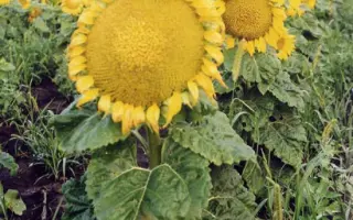 Харьковский 49 / Харківський 49