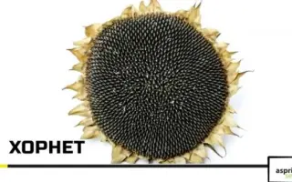 Hornet / Хорнет