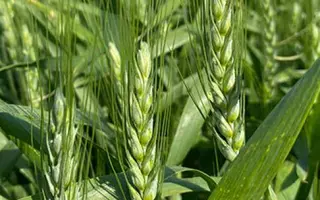 BG Ikona 2S / БГ Ікона 2С