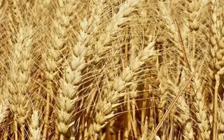 LID CALINDA / ЛІД КАЛІНДА