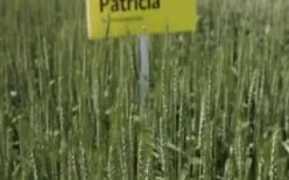 Patricia / Патріція