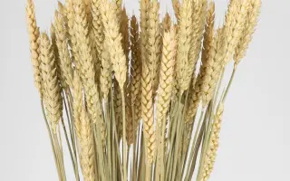 TRAKIA / ТРАКІА