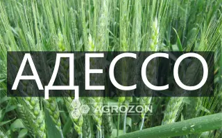 ADESSO / АДЕССО