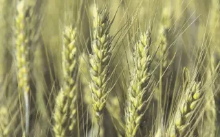 Activus / Актівус