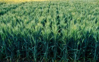 Altigo / Алтіго