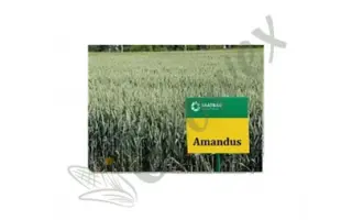 Amandus / Амандус