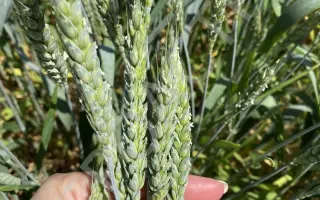 Ambicja / Амбіція