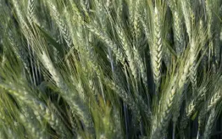 Angelus / Ангелус