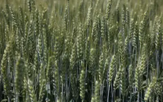 APEXUS / АПЕКСУС