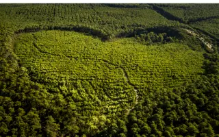 ARCACHON / АРКАКХОН