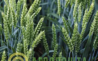 Arkeos / Аркеос