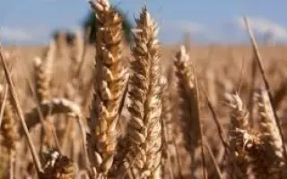 ARTIST / АРТІСТ