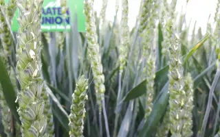 Aspekt / Аспект