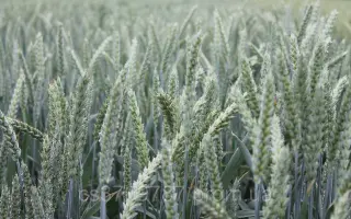 АФК ПРЕМІУМ