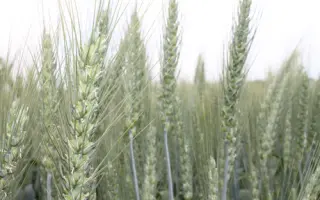 АФК СТАБІЛІТІ