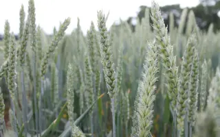 АФК ФЕНТЕЗІ