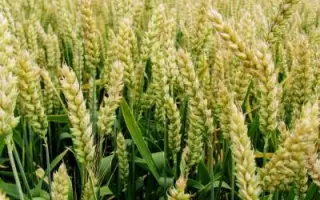 Balaton / Балатон