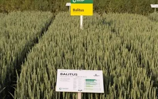 Balitus / БАЛІТУС