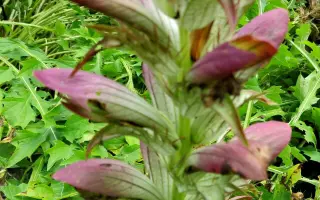 Barentus / Барентус