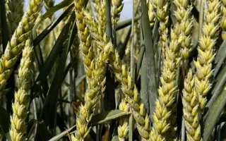 BG Adora / БГ Адора