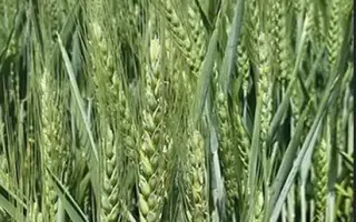 BG Klimatika / БГ Кліматіка