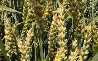 BG Logika / БГ Логіка