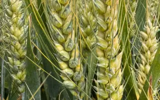 BG Unigold / БГ Уніголд