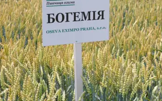 Bohemia / Богемія