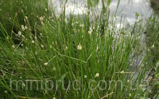 BOTNICA / БОТНІКА