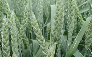 Bc Anica / Бц Аніца