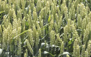 Vanessa / Ванесса