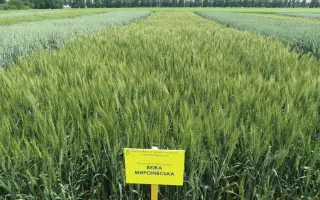 Вежа миронівська