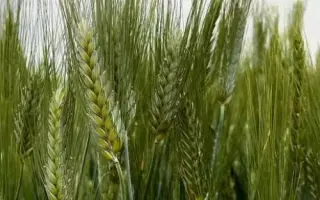 Вигода одеська