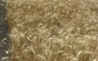 Вікторія Поліська