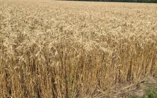 Вінок Поділля