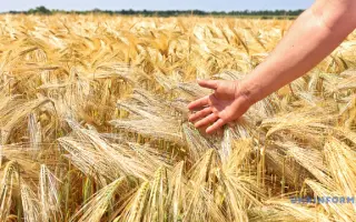 Вірність одеська