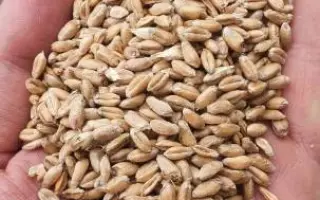 Воздвиженка